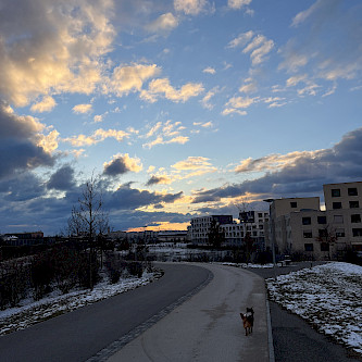Upper half: sunset with dramatic clouds. Bottom half: dog walking towards sunset.
