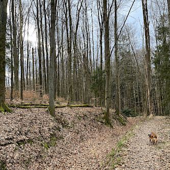 Dog in the forrest with leaves on the ground. A lot of trees, beginning of a sunset in the background.