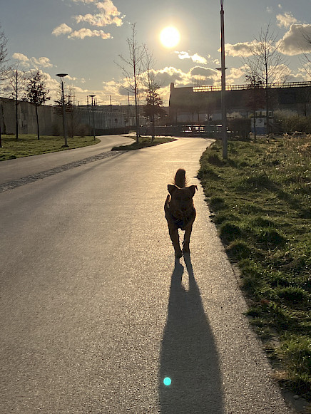 Dog walking towards me, casting a long shadow with sundown in the background.